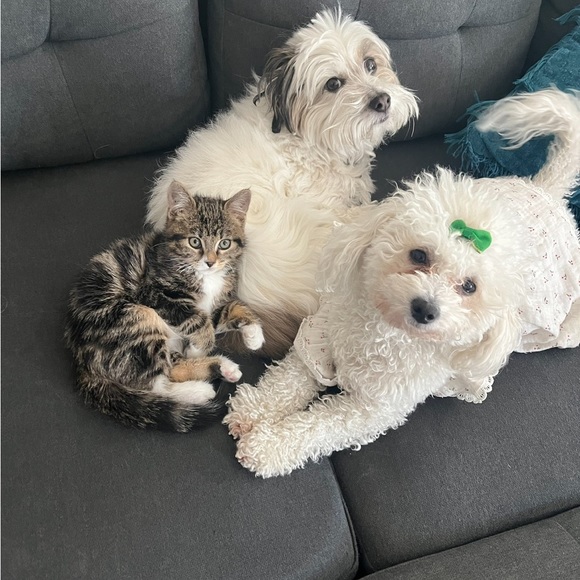 Hi there welcome to my closet feel free to bundle & save! 👠🛍️💋✨🧸🥂 - Picture 16 of 16